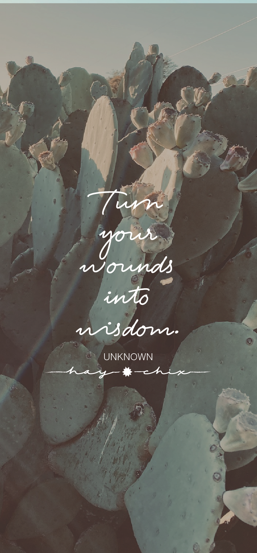 Wounds into Wisdom – Hay Chix