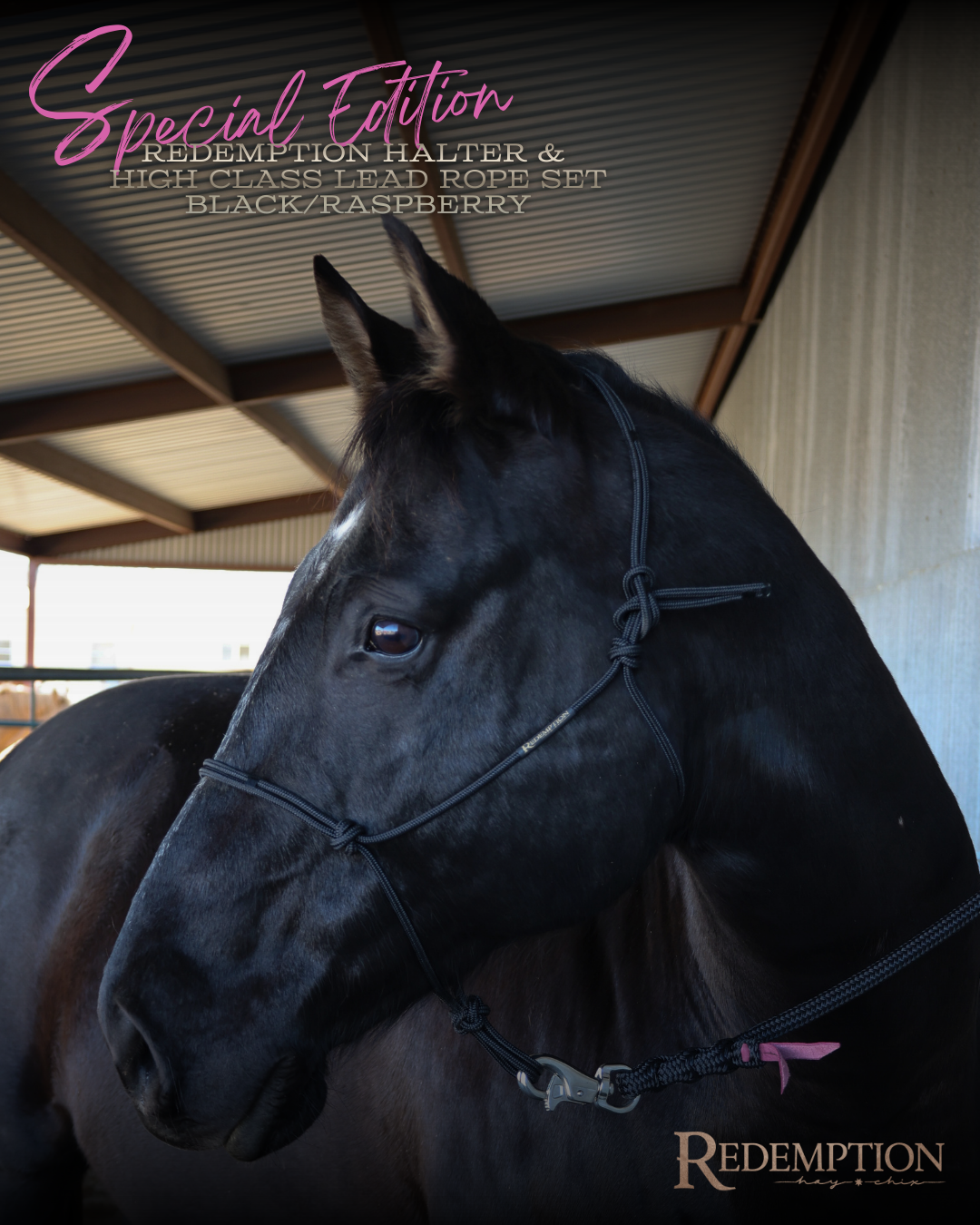 Special Edition Redemption Halter & Lead Rope- Black/Raspberry Set
