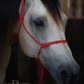 Redemption Rope Halters