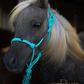 Timeless Halter & Lead Rope Set- Solid Turquoise