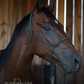 Timeless Halter & Lead Rope Set- Solid Dark Green