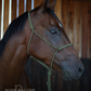 Timeless Halter & Lead Rope Set- Solid Olive
