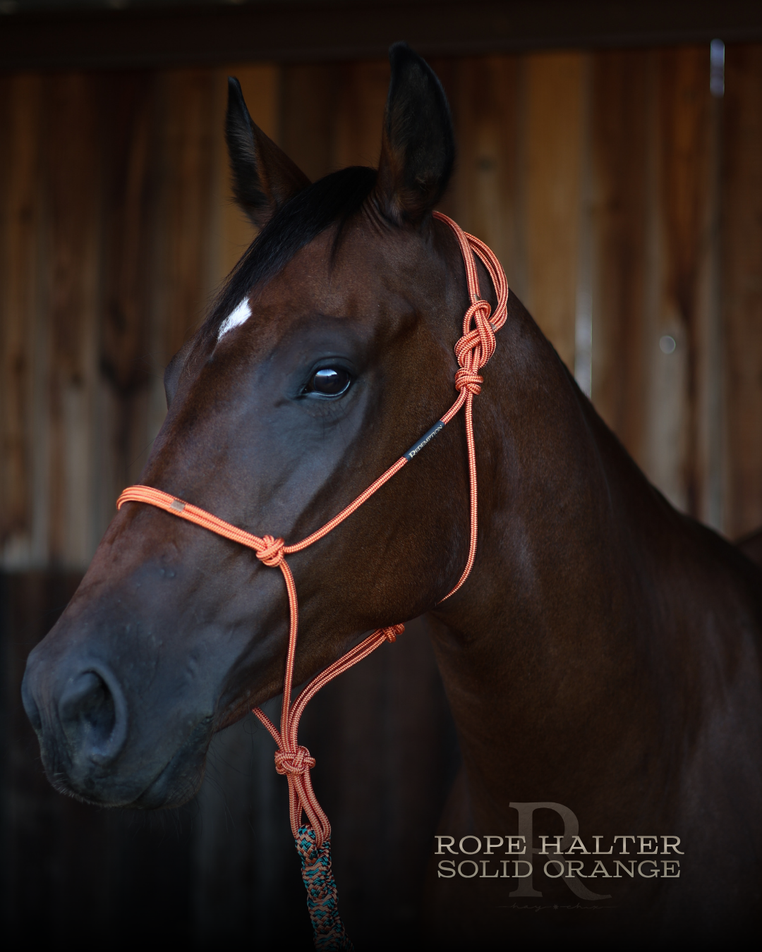 Timeless Halter & Lead Rope Set- Solid Orange