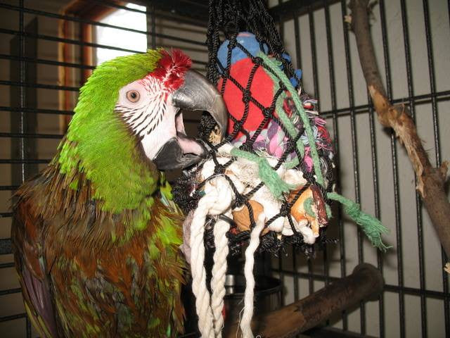 Hay Chix® Fun Foraging Net