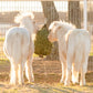 Slow Feed Hay Net for Miniature Horses and Ponies
